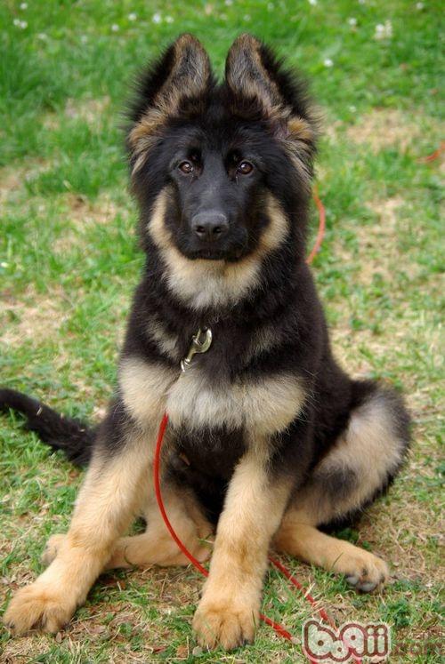 德國牧羊犬