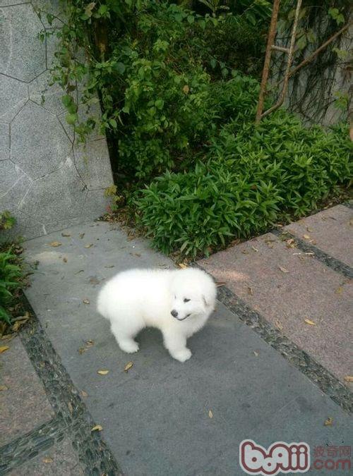 大白熊犬