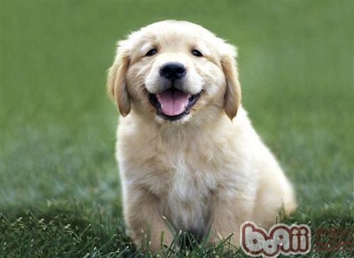 金毛犬