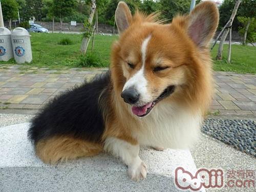 柯基犬