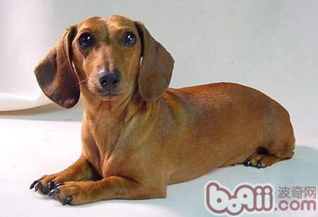 臘腸犬
