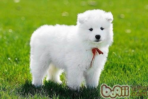 幼犬