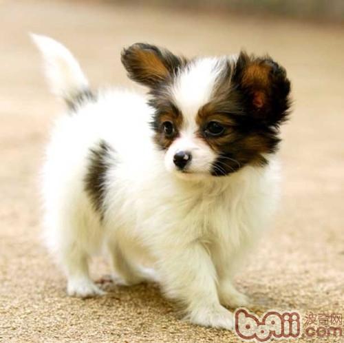 蝴蝶犬