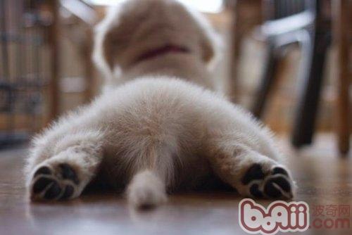 狗狗
