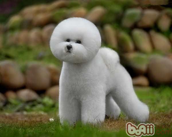 比熊犬
