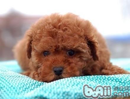 貴賓犬