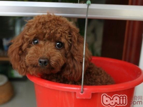 玩具貴賓犬