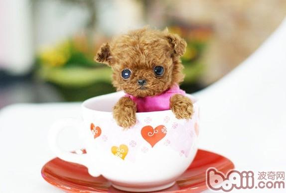茶杯貴賓犬