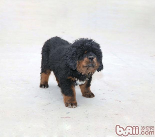 藏獒幼犬