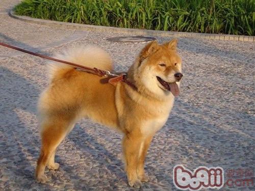 秋田犬