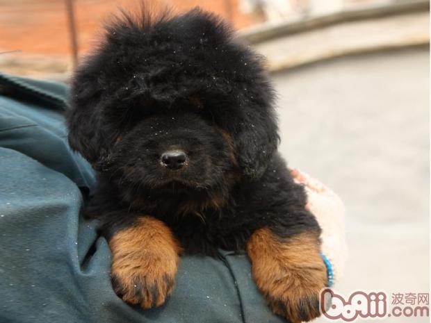 藏獒幼犬