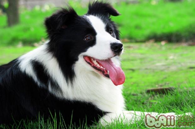 NO.1邊境牧羊犬