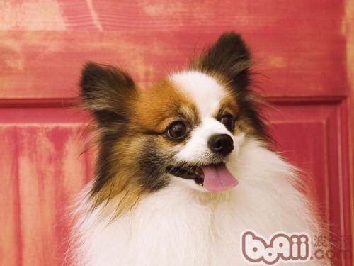 蝴蝶犬