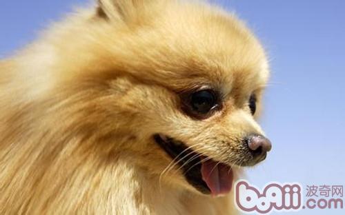 博美犬
