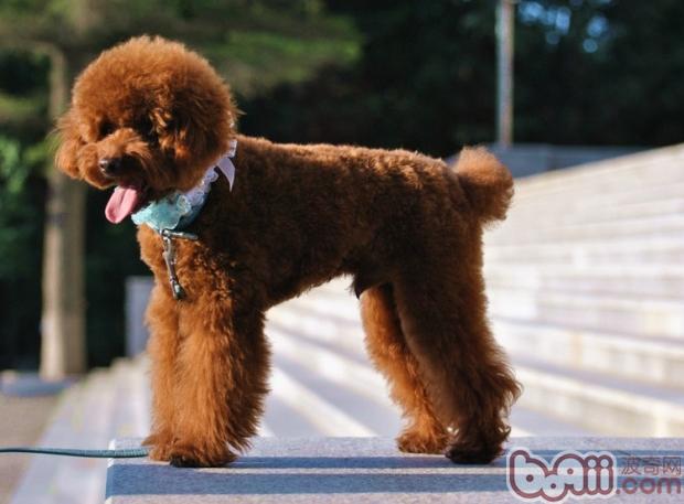 貴賓犬