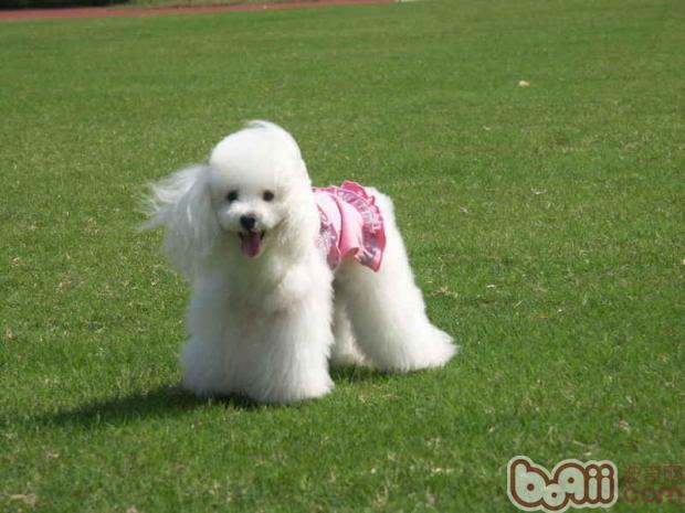 貴賓犬