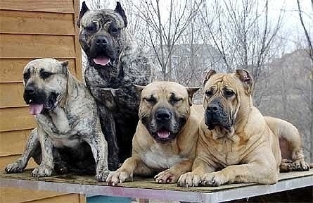 加納利犬