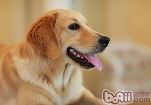 金毛犬