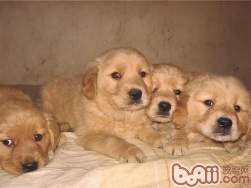 金毛幼犬