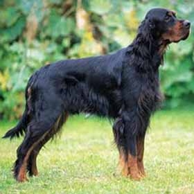 戈登塞特犬