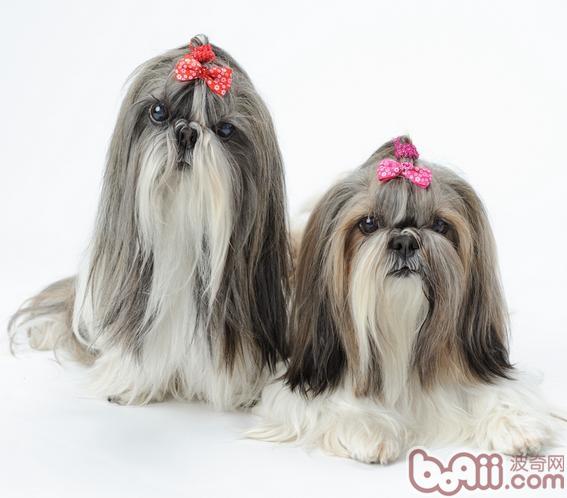 西施犬