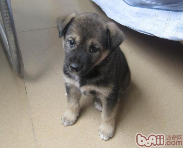 中華田園犬