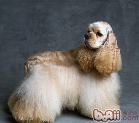 美國可卡犬