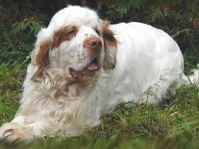 克倫伯獵犬