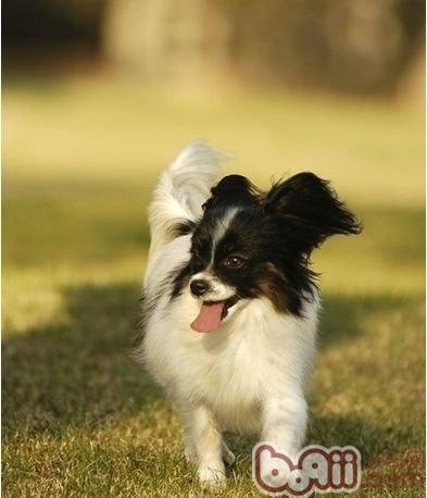 蝴蝶犬