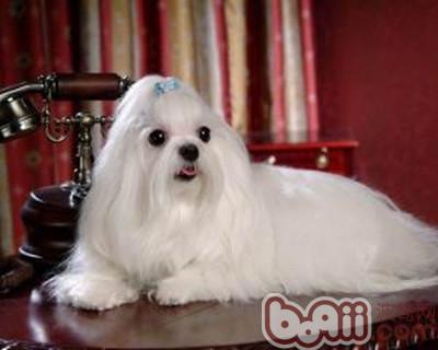 馬耳他犬