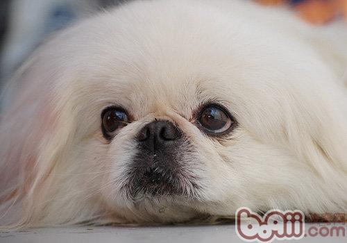 北京犬