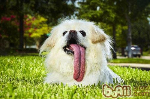 哈巴犬