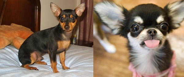 寵物犬