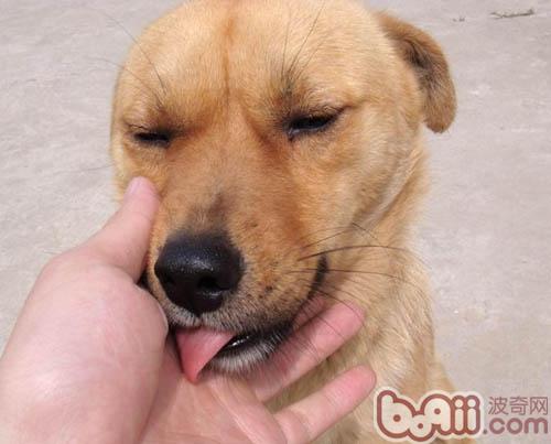 中華田園犬