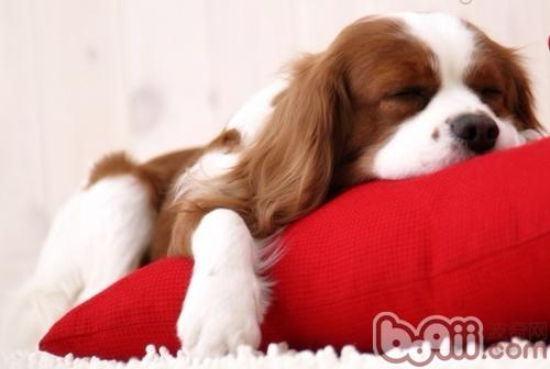 查理王獵犬