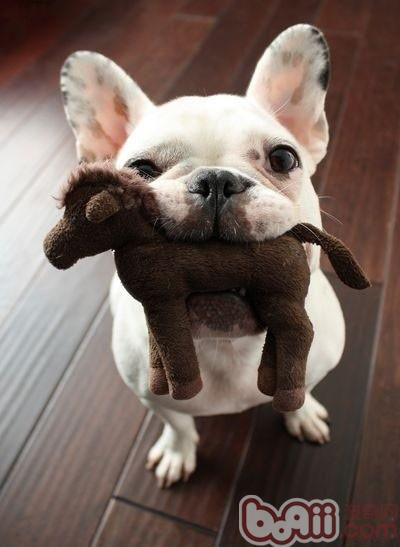 法蘭西斗牛犬