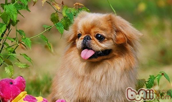 京巴犬