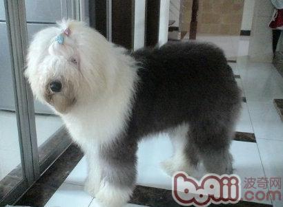 古代牧羊犬