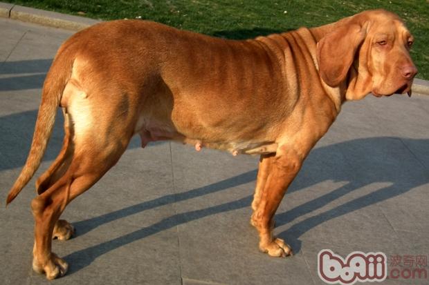 尋血犬