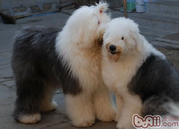 古代牧羊犬