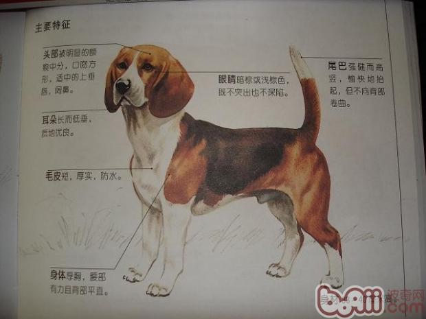 比格犬