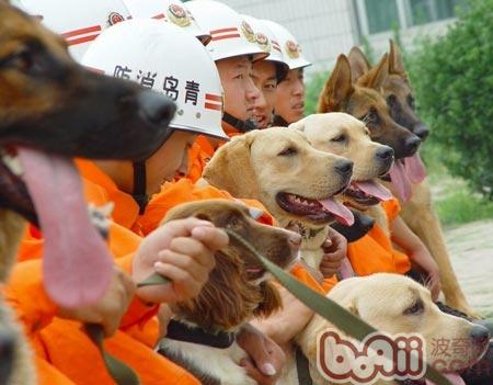 搜救犬