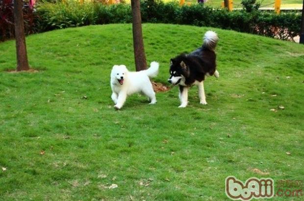 阿拉斯加犬