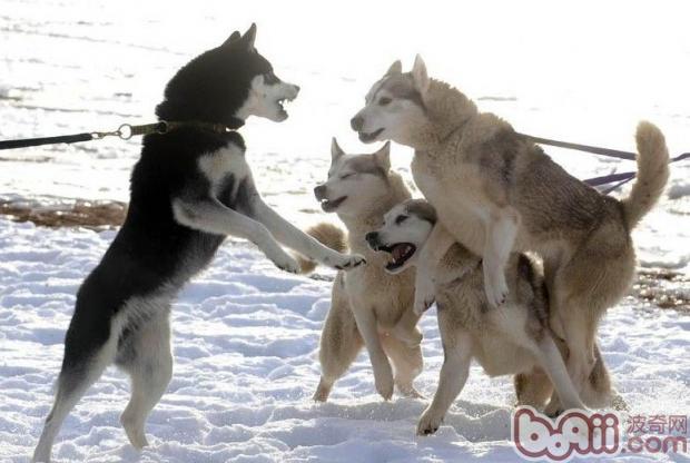 雪橇犬