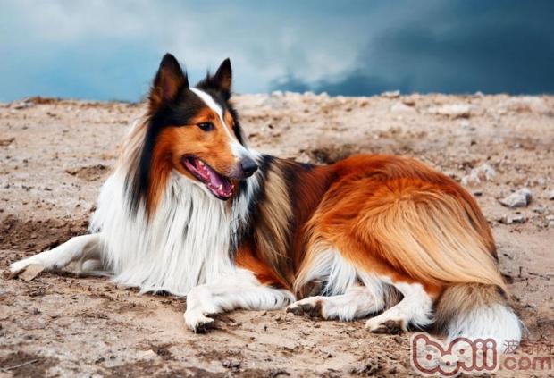 蘇格蘭牧羊犬