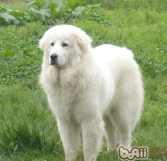 大白熊