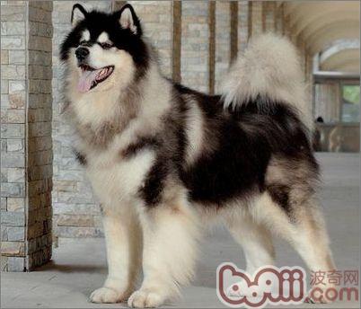 阿拉斯加雪橇犬 