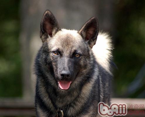挪威獵麋犬