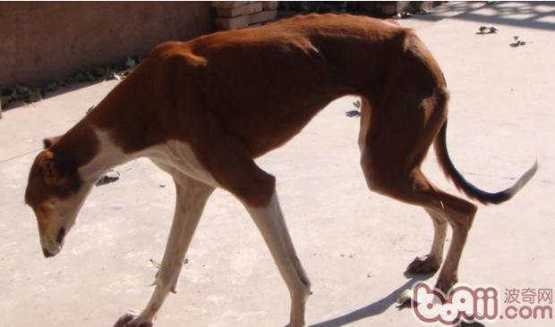 靈缇犬