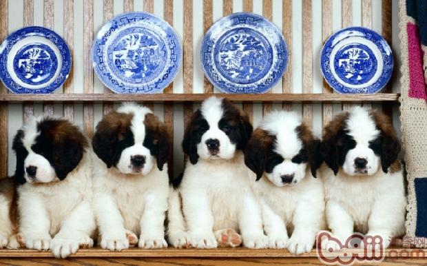 聖伯納犬